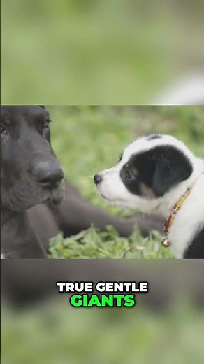 Great Danes: The Gentle Giants You Need to Know