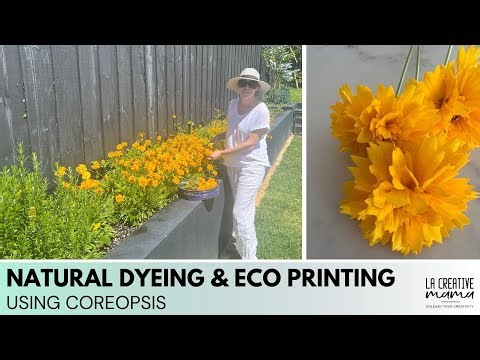 Using coreopsis for natural dyeing and eco printing on fabrics and yarns