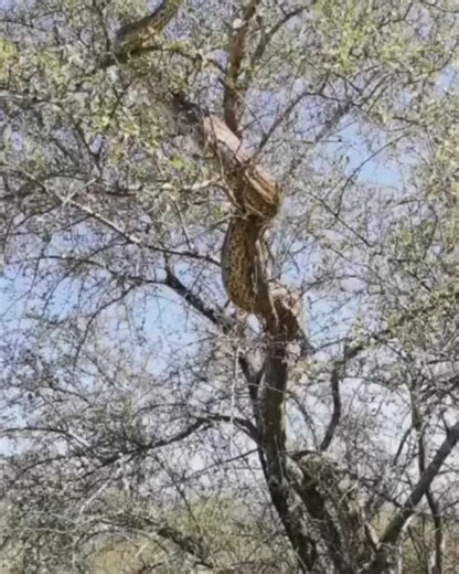 5.1K views · 85 reactions | Absolute Giant Rock Python  Like this page for more Hunting and Wildlife related content  | Hunting and wildlife breeding | Facebook