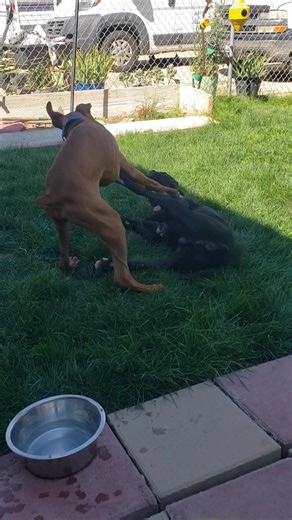 Boxer Lovers Rescue on Reels