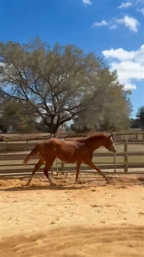 Reduced! https://www.nac-equine-services.com/10001-15000/pixie-dusted Pixie Dusted is a 2025 AQHA (pending)/APHA (eligible) sorrel overo mare by the great stallion, VS Code Blue (RL Best Of Sudden), and out of a granddaughter of Diesel Only/Vested Pine. “Pixie” is stunning, well-minded, and incredibly talented. She ties, bathes, loads, clips without a twitch including her ears, and has been started on the longe line. Pixie is an outstanding mover that will be competitive in a trainer’s program b
