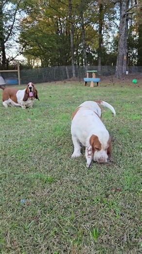 Basset hound for Adoption (@adorable.basset.h)’s videos with original sound - Basset hound for Adoption