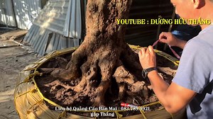 39K views · 352 reactions | Cây mai Xù Chảy Vảy Rồng giá gần 1 Tỷ tại Tp Cần Thơ | Yêu Mai Kiểng | Facebook