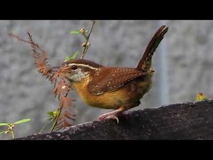 Carolina Wren Bird Sound Video: Nature Sounds
