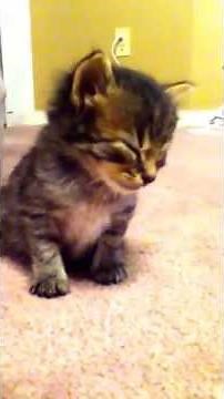 Kitten falls asleep and falls over. To cute!