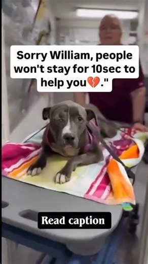 💔 PLEASE… READ WILLIAM’S STORY 💔William wasn’t supposed #usa #canada #rescue #london #uk