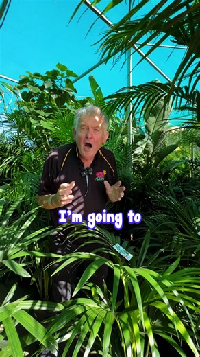 4.3K views · 18 reactions | The palm practically becomes a member of the family!!  Explore the range of indoor palms here: https://www.thetutuguru.com.au/product-category/plant-types/indoor-plants/indoor-palms/ #hellohelloplants #melbourne #australia #nursery #palms #indoorplants | Hello Hello Plants & Garden Supplies | Facebook