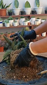 How to Separate pup's and propagate Sansevieria | Step by Step guide | Guide for beginners #gardening #fblifestyle #plantpropagation #propagationtechnique #gardentechniques Mamalyn's Garden | Mamalyn's Garden