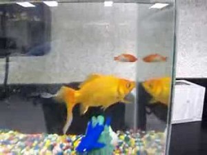 Cayouche et jenny les poissons rouges