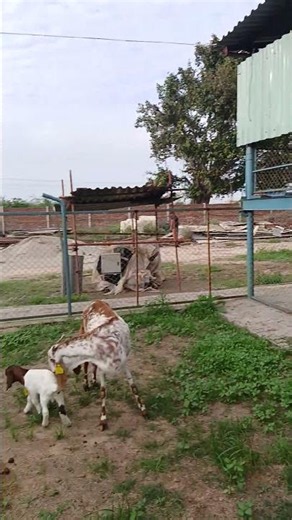 Boer Goat Kids Enjoying With Mothers #goat #beautifullgoats #goatfarming #animals #sheep #farming