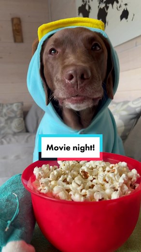 He only ever wants to watch the same movie 😂 #movienight #dog #labrador