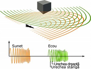 Sunetul - Unde sonore - MultiMedia