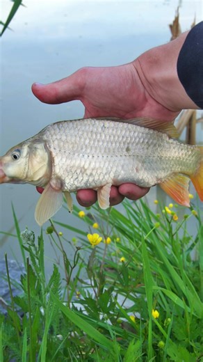 Amateur Bobber Fishing Techniques: Tips for Beginners