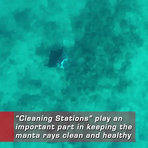 Ever wonder what SSI Dive Professionals are up to around the world? Meet Jase and Katie from Uepi Island Resort and experience what a day in the life of an SSI pro might look like! #becomeadivepro #weareSSI https://go.divessi.com/become-a-professional To see more of them on IG and YouTube, check them out: Theislandlifeofus | SSI