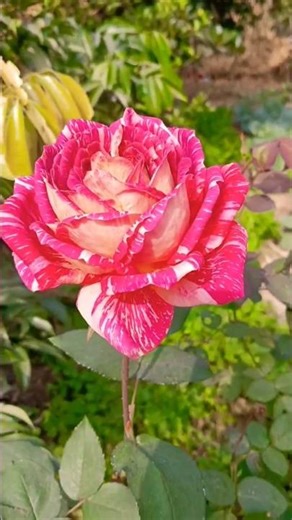 Beautiful Rose Status #flowers #garden #plants #rose