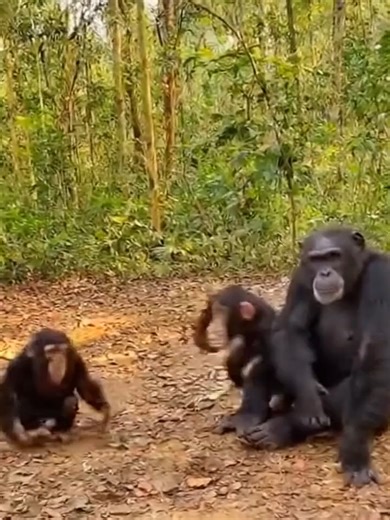 Chimpanzee Family Reunion in the Rainforest