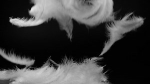 Slow Motion White Fluffy Feathers Falling Stock Footage Video (100% Royalty-free) 1060262495 | Shutterstock