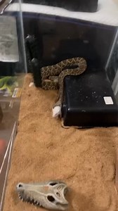 57K views · 316 reactions | MOJAVE RATTLESNAKE FEEDING TIME! #reptiles #rattlesnakes #venomous #wildlife #snaketattoo #lizard #herping #colubrid #ballpythonbreeding #wildlifephotography #pythonregius #pythons #boaconstrictor #ballpythonbreeder #snakelovers #pythonsofinstagram #hognose #love #naturephotography #snakephotography #reptilephotography #petsnake #photography #cobra #snakelove #ballpythonmorph #snek #snakeofinstagram #snakesofinsta #Shorts #virals #best #fyp | Willard DEE | Facebook