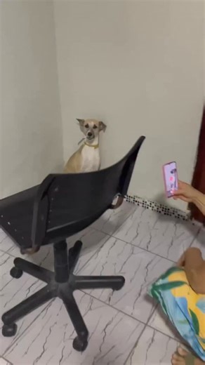 🔪🐶 Jeane estava plena em casa quando notou uma movimentação estranha vindo da cadelinha de estimação. Quando averiguou, descobriu que a pet estava, simplesmente, com uma faca serrilhada na boca. A tutora fica completamente sem reação e remove na hora o objeto da boca da pet. A pergunta que fica é: para quem ela sacou aquela arm4? ➡️ Leia mais notícias no metropoles.com 🤳 @jeaneteixeira14 (ttk) | @dommedia.br | Metrópoles