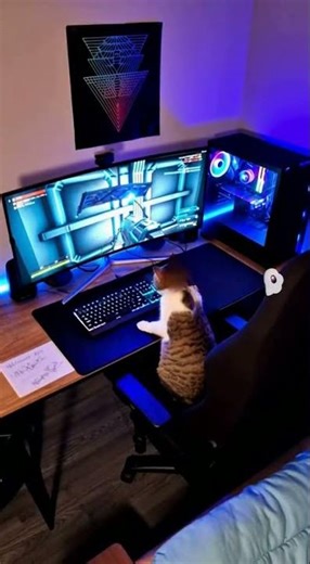 Cat Gets Mad And Destroys PC With His Mind! #cat #animal #cats #funny #catlife #animals #cute