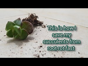 Save Your Succulents from Root Rot