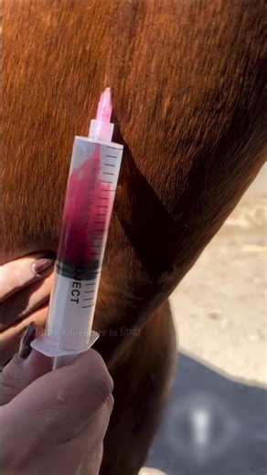 What are they injecting into the horse? #shorts