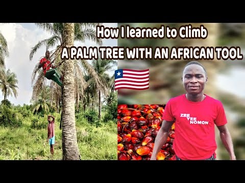Learning How To Use an African Tool to Climb a Palm Tree 🌴|| Rural Liberia || African Heritage