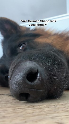Funny Talking German Shepherd Video