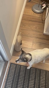 140K views · 1.2K reactions | Anyone else's pets not feeling like going out in the snow? | FOX19 | Facebook