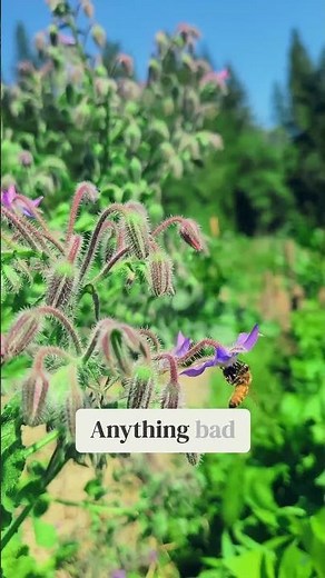 How to remove WASPS from garden NATURALLY?