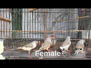 Zebra Finch
