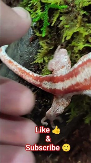 Red Stripe Gargoyle gecko!?! New Addition! Thanks Evy!! #gargoylegecko #redstripe #new