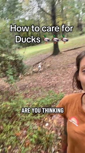 Roots & Rabbits Homestead on Instagram: "“Thinking about raising ducks? 🦆 Here’s everything you need to know to get started — from caring for ducklings, to housing, feeding, and what to expect once they start laying eggs. Ducks are hardy, fun, and productive, but they do come with their own challenges (hello mud and water mess! 😅). If you’ve been wondering whether ducks are right for your homestead, this video will help you see the real picture. #homesteading #ducks #backyardfarm #homesteadlif