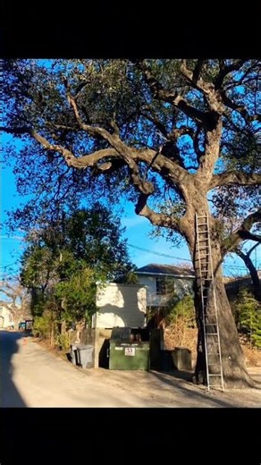 Tree trimming by JDM