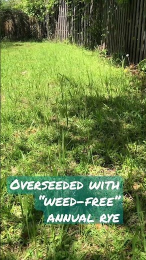 Update on Rye overseed to Centipede Grass #diy #lawn #lawncare