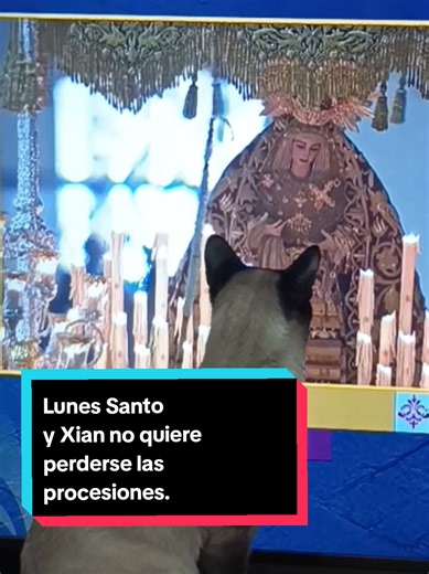 Gato Xian y su amor por las procesiones en Lunes Santo