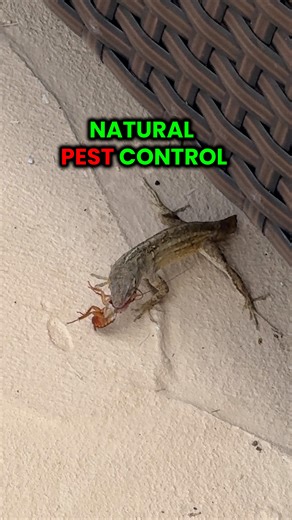 Does the Cockroach survive and make it to the Promise Land? Watch until the end to find out.... Follow @GrowInnHomes for more food growing and real estate tips 🏡 We buy fixer-upper real estate and grow food on our rental properties. We believe growing food is a gateway to healthier habits 🌿 #GrowInnHomes #GrowingFood #RealEstate #GrowaGarden | Grow Inn Homes