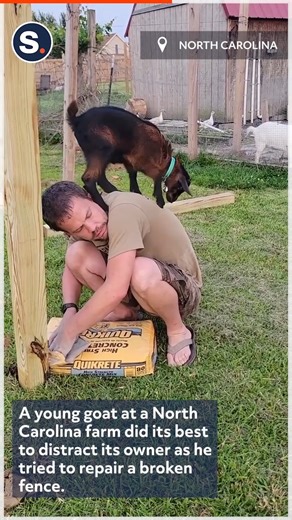What's more adorable than a jumping baby goat? | storyful