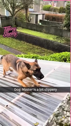 727K views · 10K reactions | Dogs stealing all the spotlight  #funny #funnyreels #funnyvideo #funnyanimals #funnydogs #dogs #animals #cute | Tiffany Stanley | Facebook