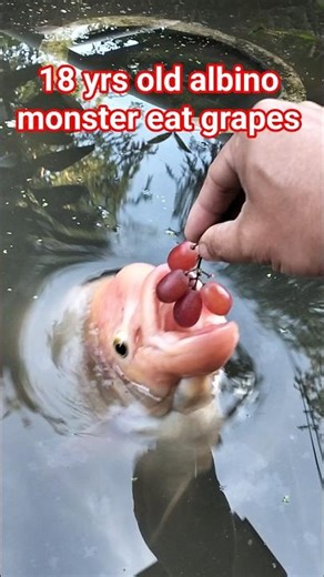 Feeding grapes to my huge albino giant gourami #pet #pet #gouramifish #giantgourami #gurame #gurami