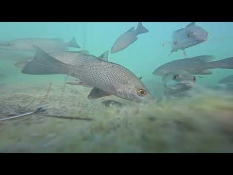 GoPro Underwater Footage Florida Keys(Not What I Expected)