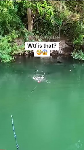 Wels Monster Catfish: The Giant River Predator You Don't Want to Meet