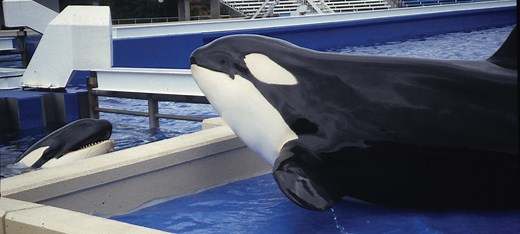 Fate of orcas in captivity - Whale & Dolphin Conservation USA