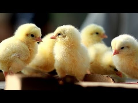 Baby chicks sound/baby chicken criping sound/egg hatching baby chick 🐤 sound/cute little hen,chicks