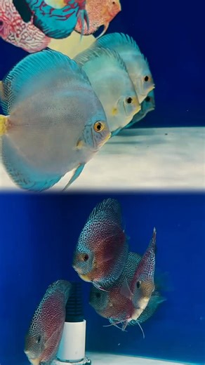 Golden State Discus on Reels