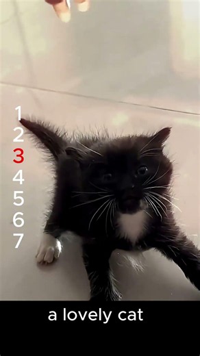 にゃんこはエイリアンの友達 냥이 친구는 외계인 Is your cat friend an alien #cat #やせる #funny #pets