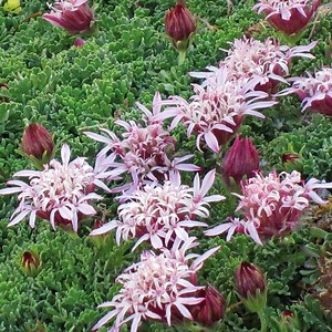 Carpeting Pincushion Flower, Pterocephalus depressus | High Country Gardens