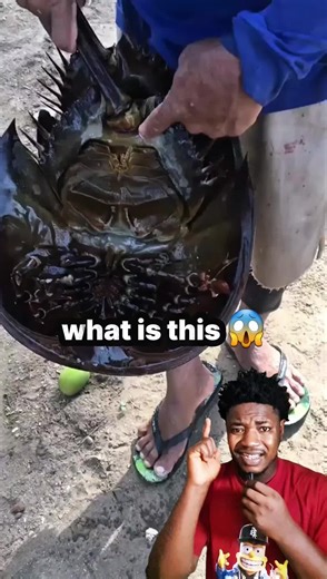 Exploring the Unique Shoe Horse Crab Species