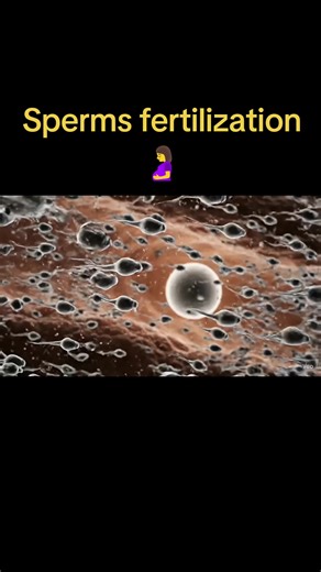 Understanding the Sperm Fertilization Process