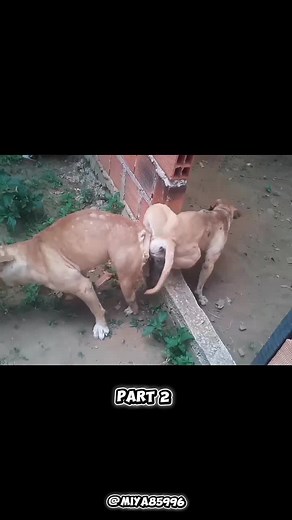 Dogs Mated Successfully: Natural Breeding Moment